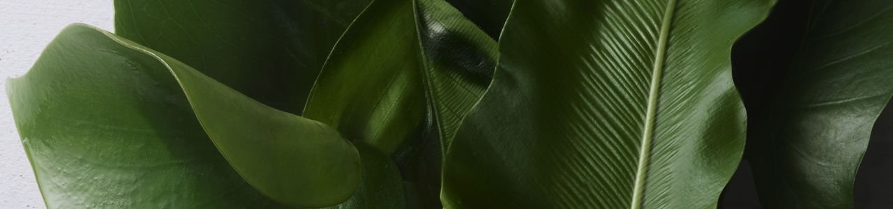 Illustration Hero Banner for Sustainable Luxury Article
